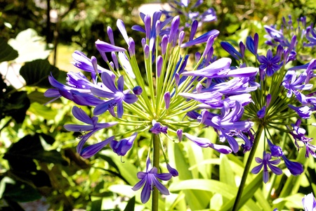 Purple Flowerの写真素材