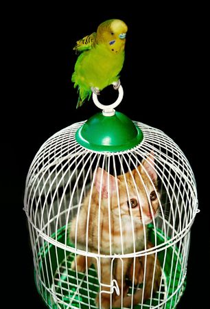 Cat bird are friends!の写真素材