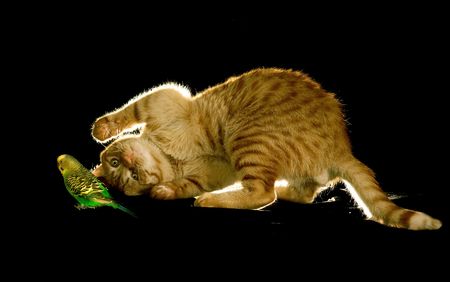 Cute bird and cute pet catの写真素材