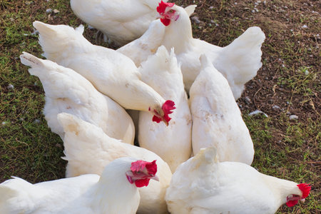 chickens on the farm, close-up, rural scene