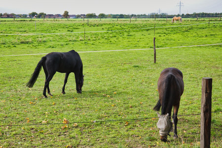 Horses grazing in a green meadow in the countryside of the Netherlands