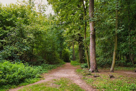Path in the forest with trees and grass in the foreground and a path in the background