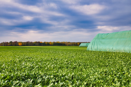 Agricultural landscape with a field of young green peas under a blue cloudy skyの写真素材