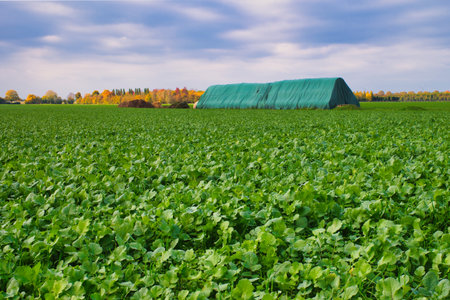 Field of young beet plants in autumn colors with a green barn in the backgroundの写真素材