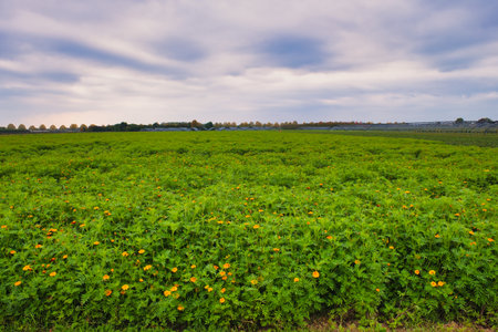 Field with yellow flowers and blue sky with white cloudsの写真素材