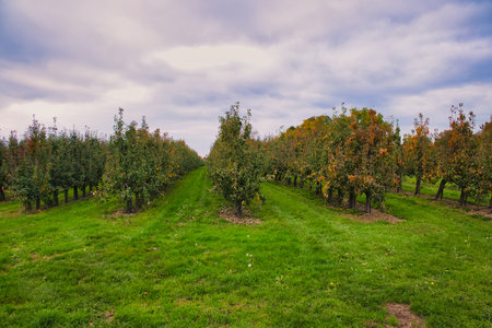 Apple orchard in autumn colors. Rows of apple trees in orchard.の写真素材