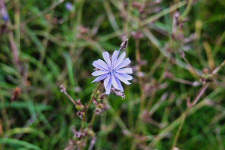 Chicory flower in nature, Thailand. (Cichorium intybus)