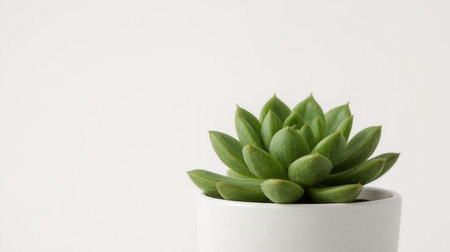 Succulent plant in a white pot on a white background.の素材