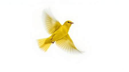 beautiful canary bird flying isolated on white background, canaryの素材