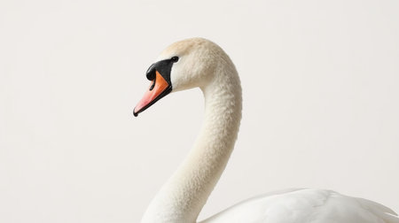 White swan isolated on white background, close-up, side viewの素材