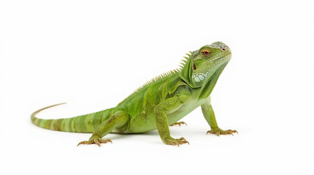 Green iguana, Pogona vitticeps, isolated on white backgroundの素材