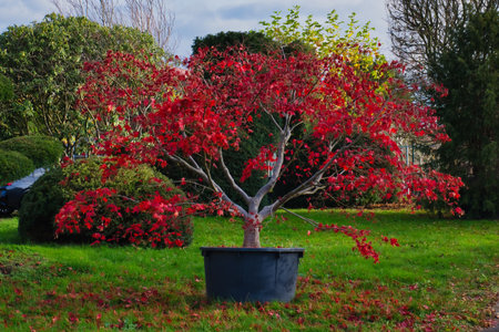 Bonsai tree with red leaves in the park in autumn.