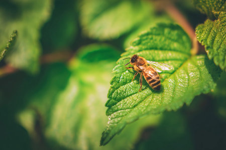 A bee sits calmly on a lush green leaf, highlighting the beauty of nature in a bright setting.の素材