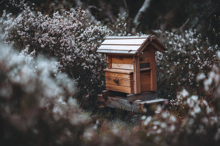 A wooden house stands peacefully surrounded by blooming white flowers in a calm natural area.の素材