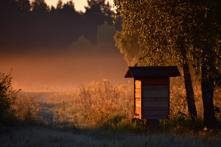 Sunlight paints a golden hue at sunrise, illuminating a rustic structure in a serene natural setting.の素材
