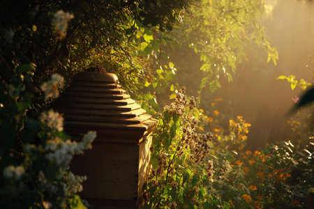 Morning light filters gently through flowers beside a beehive, creating a tranquil garden scene at sunrise.の素材