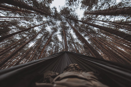 A person enjoys resting in a hammock while tall pine trees create a peaceful atmosphere above.の素材