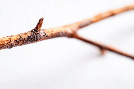 Delicate macro shot captures the texture and structure of a twig on a pure white background, highlighting nature's art.の素材
