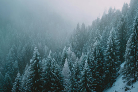 Frosted trees create a peaceful scene in a snowy landscape filled with soft morning light.の素材