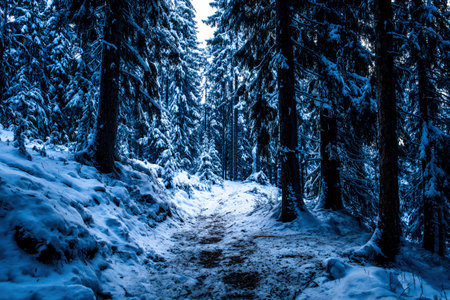 Snow blankets the path as it leads through pines, creating a serene winter trekking experience.の素材