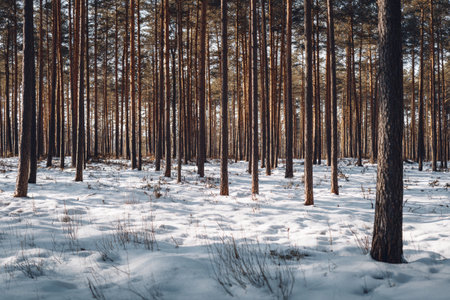 Snow blankets the ground in a peaceful forest, while tall trees stand majestically in soft light.の素材