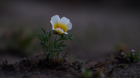 A wildflower stands alone in a natural setting at dusk with soft focus on the petals and plant details.の素材