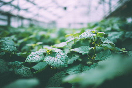 Plants grow in a greenhouse filled with green leaves and foliage under natural light.の素材