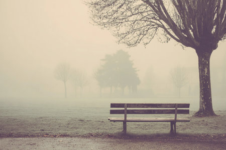 In a foggy park, an empty bench sits on a path near trees and grass, capturing a quiet moment in the morning.の素材