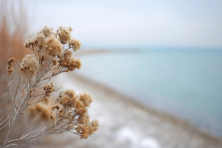 A dry plant stands by the water, showing its brown flowers as the lake waves softly lap at the shore.の素材