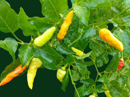 The chili plant is very spicy, it's not time to pick it yetの写真素材