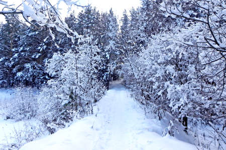 This is a real fairy tale. In the center of the photo - the path, covered with snow. On the sides of the path are trees. They have dressed up in winter coats. Snow lies on each branch and creates theの写真素材