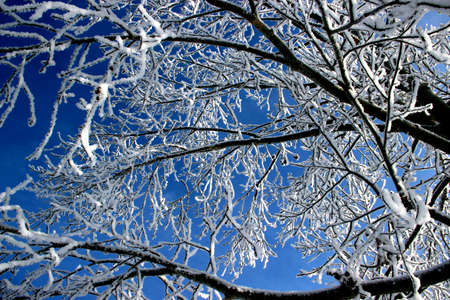 Branches of a tree covered with hoarfrost on a background of dark blue sky. View from below.の写真素材