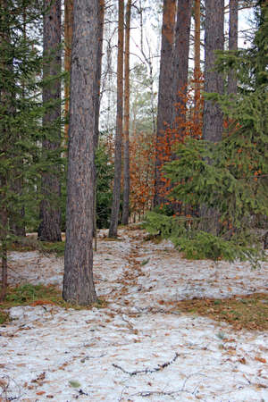 Spruce, pine and birch in the Siberian forest in winter. Lovely landscape.の写真素材
