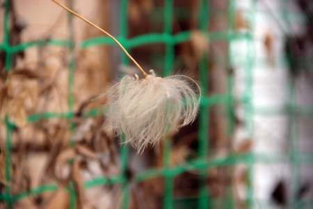 Macro photo dry an Ivy umbel on the green net background.の写真素材