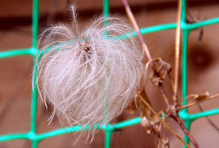Macro photo dry an Ivy umbel on the green net background.の写真素材