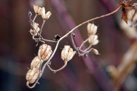 Macro image of dry stem of ivy with inflorescences and dry leaves.の写真素材