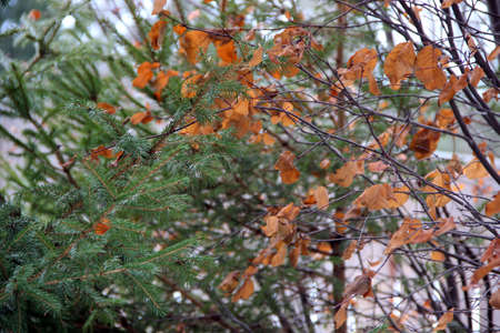 Amazing plexus of coniferous branches and yellow leaves. Close-up image.の写真素材