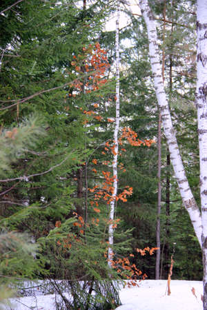 Shrub with yellow leaves among tall trees and some birhes. Amazing landscape.の写真素材