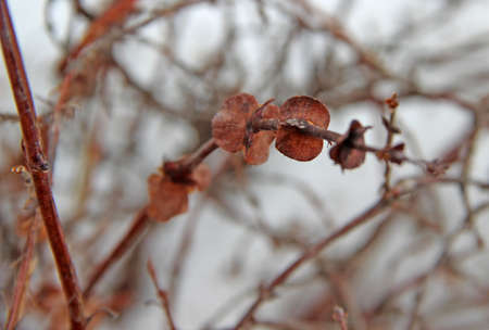 A tree branch pierced through a dry autumn leaves. Close-up amazing image.の写真素材
