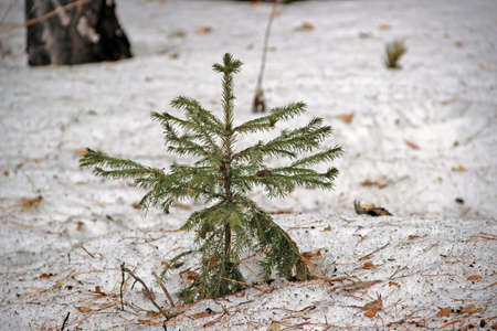 Single spruce on dirty snow.の写真素材