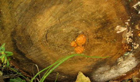 Three small mushrooms on the cut of a tree. Macro image.の写真素材