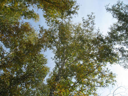 A clear cloudless sky is visible through the closing branches of trees overhead.の写真素材