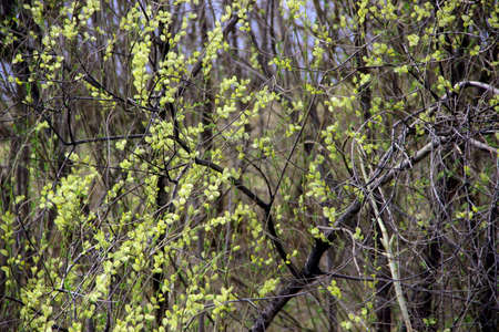 Small green leaves of the shrub in the interweaving of thin branches create an amazing pattern.の写真素材