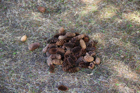 Fallen pine cones lie in a pile on the green and dry grasses. The view from the top.の写真素材