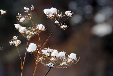 Macro photo of dry Angelica Plant with inflorescence: a compound umbel, covered by tiny snow hats.の写真素材