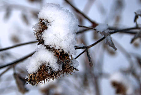 Macro photo of a dry barb of a burdock of fanciful shape covered with snow crystals.の写真素材