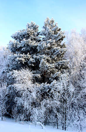 Winter forest have dressed up in winter coats. Snow lies on each branch and creates the impression of a certain miracle.の写真素材