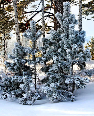 Three little pines on a foreground and three thin birch trunks behind them. Close-up image.の写真素材