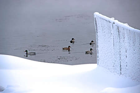 Wild ducks swimming in water pond and fluffy snow on the foreground. Winter landscape.の写真素材
