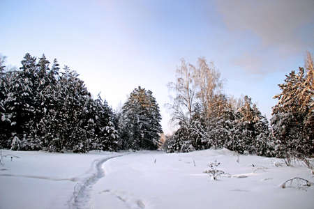 Winter landscape. Clearly visible winding path trodden in the snow, goes deep into the thicket. Slightly pinkish snow and colorful sky.の写真素材